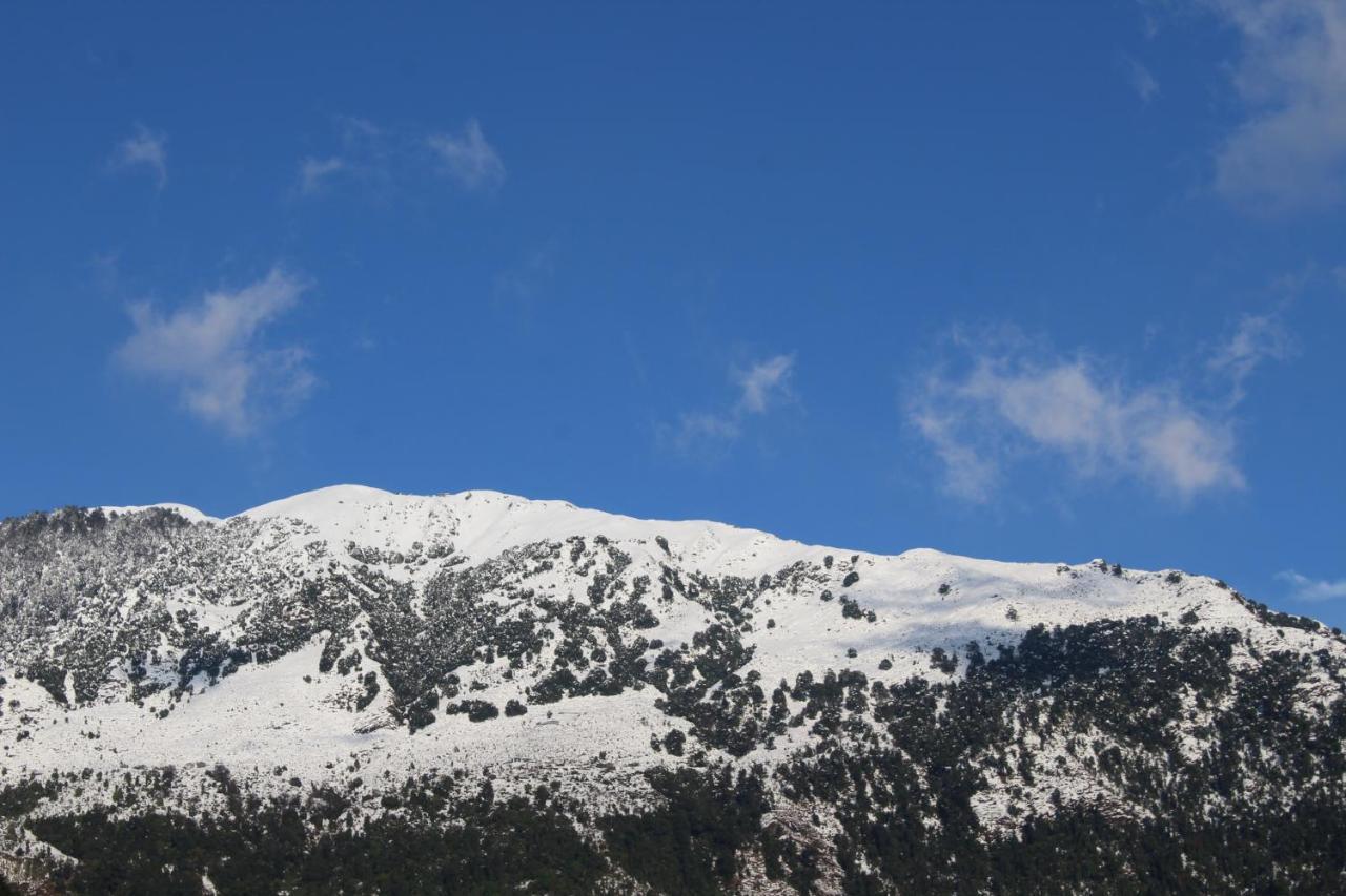 Hotel Pine Spring Dharamshala Dış mekan fotoğraf
